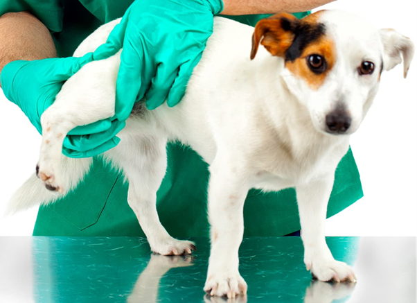 FHC/DAE vs Norberg Angle: Redefining Objectivity in Canine Hip Dysplasia Assessment